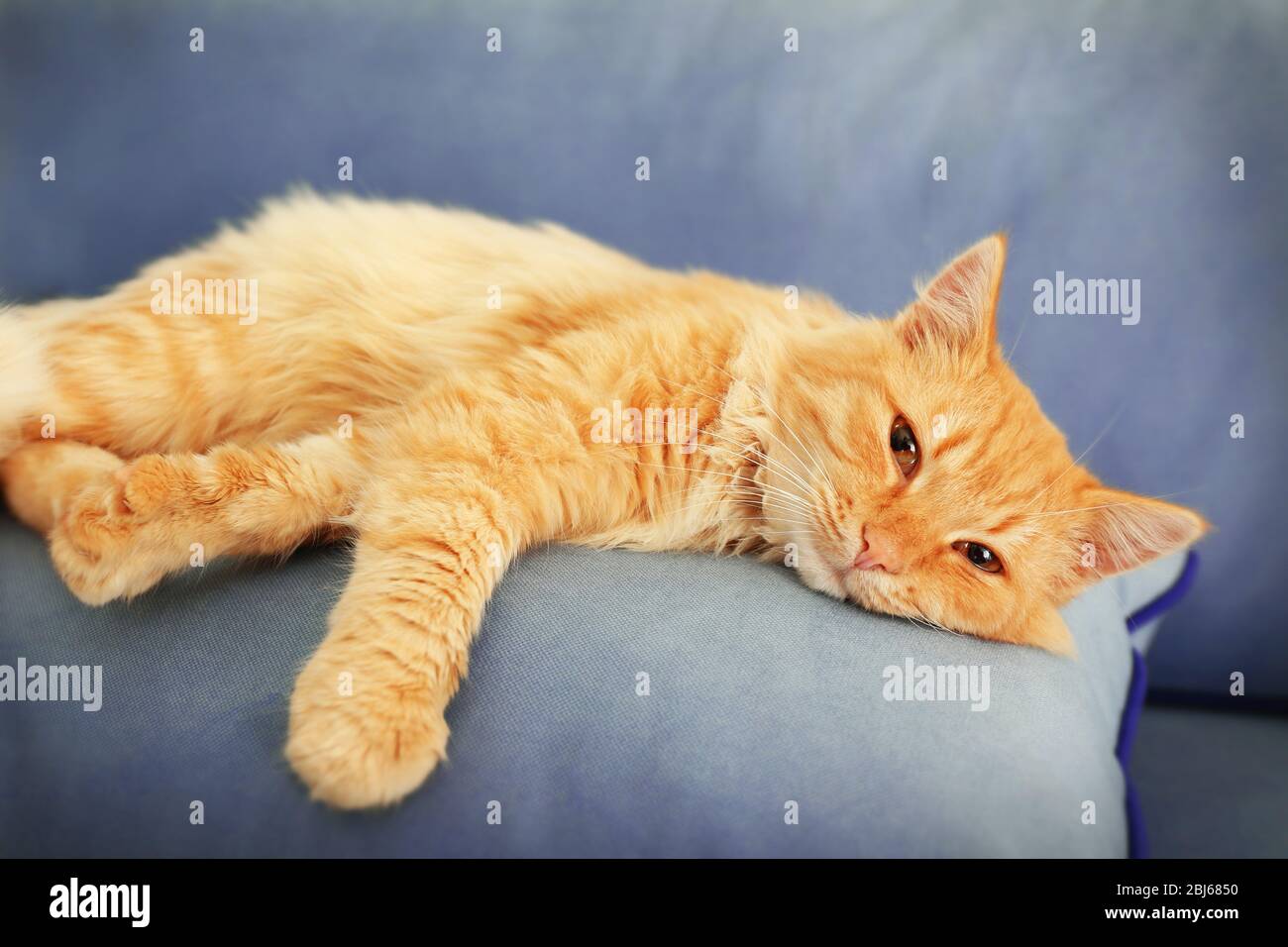 Gatto rosso carino che si posa sul cuscino grigio del divano, primo piano Foto Stock