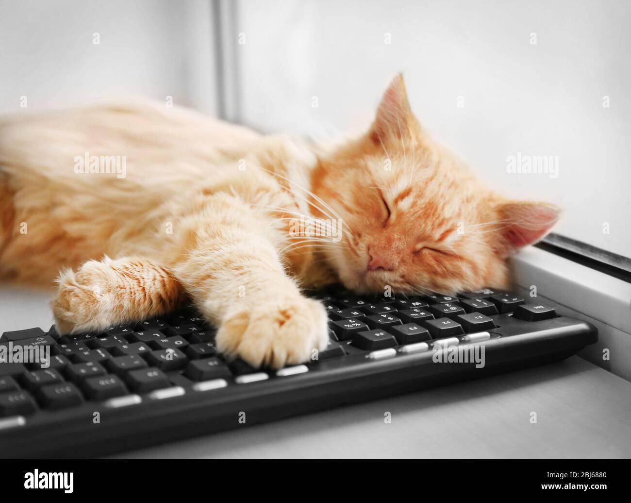 Gatto rosso con tastiera del computer adagiata sulla finestra, primo piano  Foto stock - Alamy