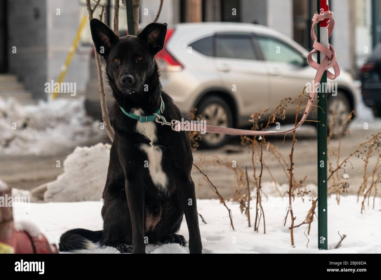 Cane nero con grandi orecchie che aspetta nella neve con un guinzaglio rosa per il suo proprietario Foto Stock
