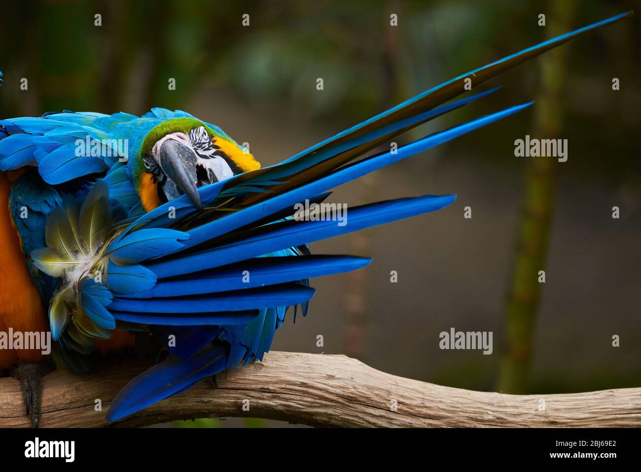 Macaw blu e giallo seduto su un ramo e preening (Ara ararauna) Foto Stock