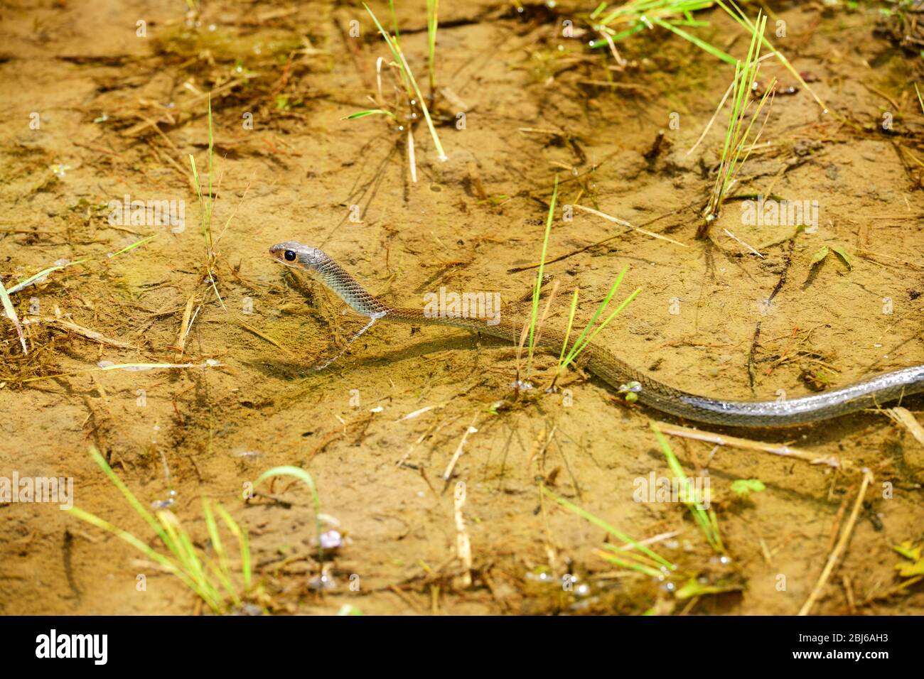 Serpente che nuota nelle acque poco profonde di un campo di riso, vicino Tegallalang, Ubud, Bali, Indonesia Foto Stock