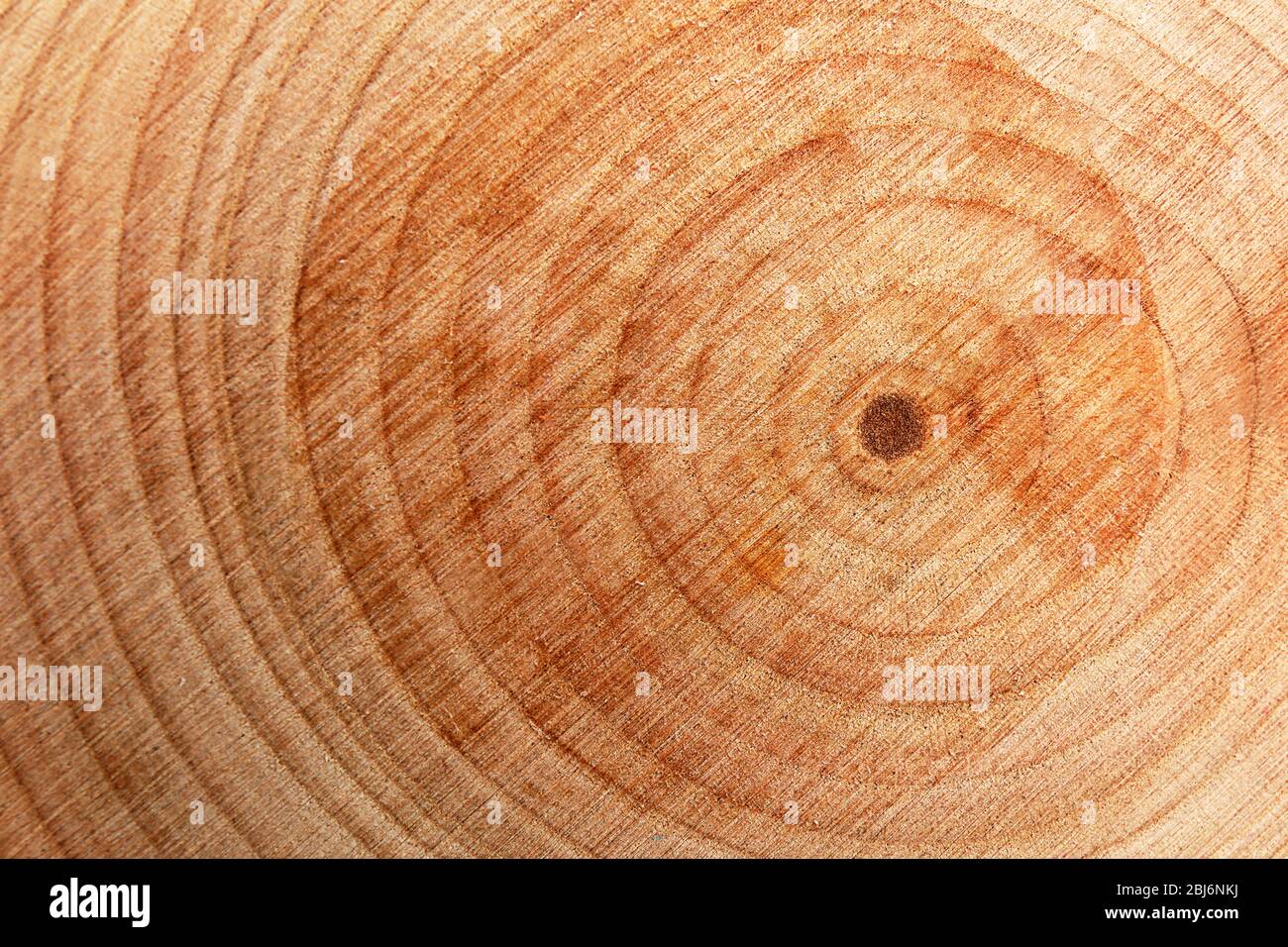 Legno a fette tonde, macro Foto Stock