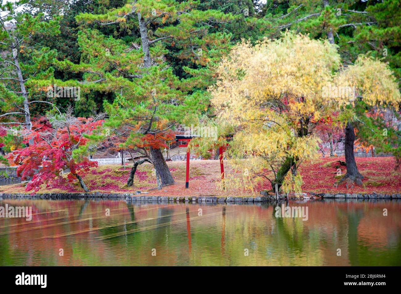 Piscina riflettente e fogliame autunnale vicino al tempio Todaiji, Nara, Giappone Foto Stock