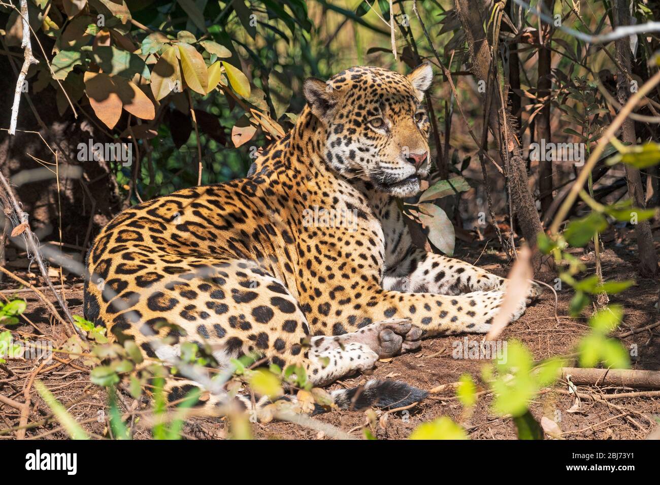 Jaguar riposa in un giorno caldo nel Pantanal in Brasile Foto Stock