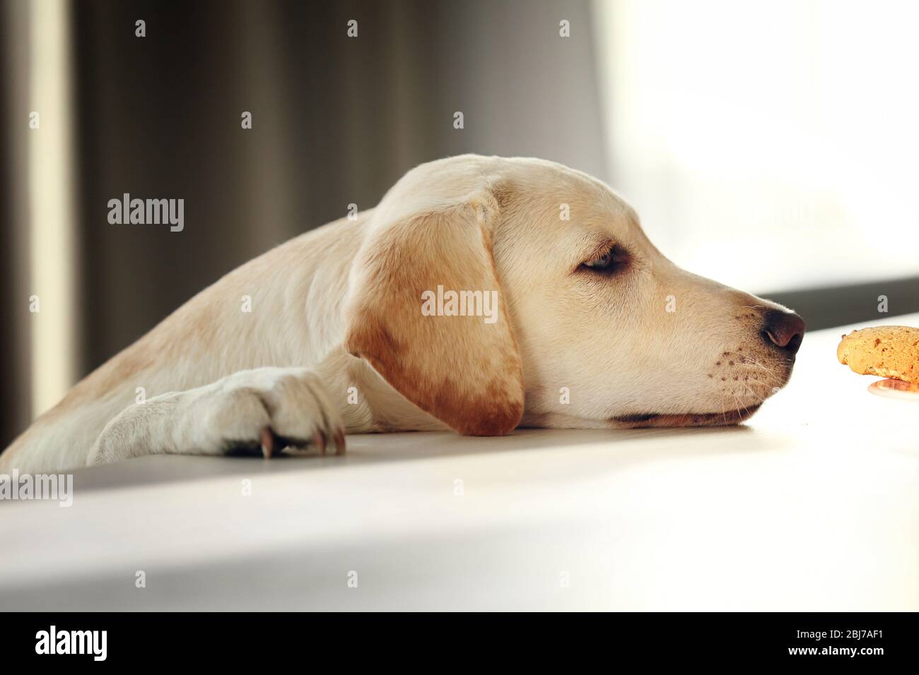 Cane Labrador carino mangiare gustosi biscotti sul tavolo da cucina, primo piano Foto Stock