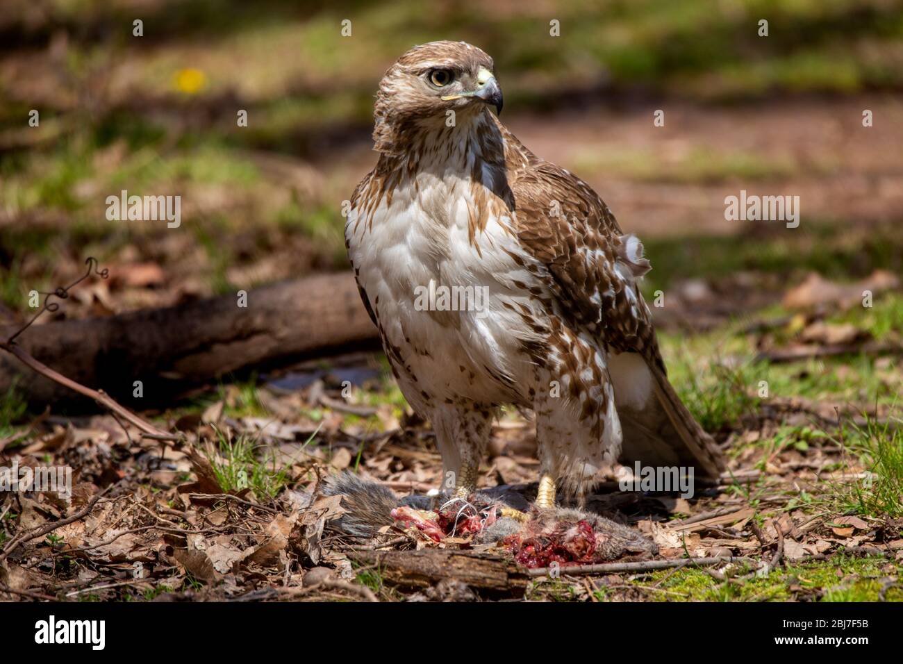 Un falco dalla coda rossa mangia uno scoiattolo che ha catturato sul lato di una strada a Meriden, Connecticut. Foto Stock
