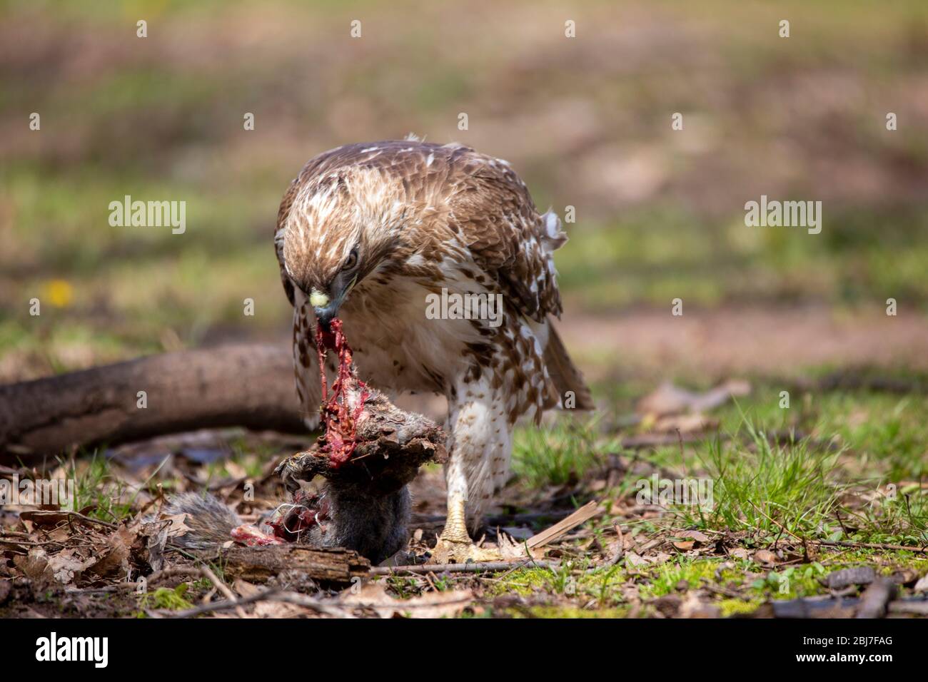 Un falco dalla coda rossa strappa uno scoiattolo nel City Park a Meriden, Connecticut. Foto Stock
