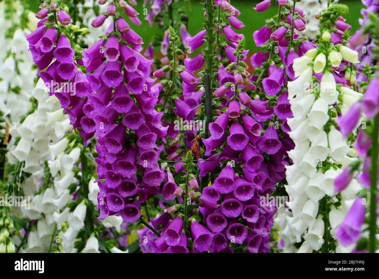 Camelot bianco e viola volpi fiori fioritura in primavera Foto Stock