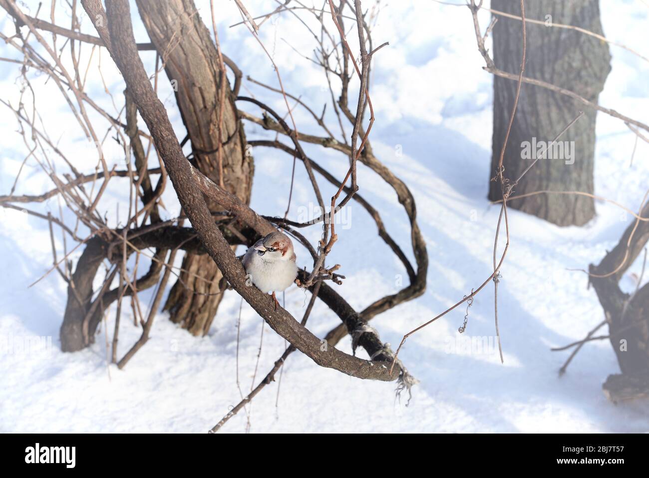 Piccolo uccello nel parco invernale Foto Stock