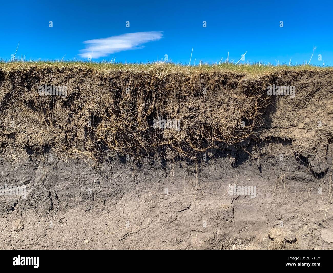 Radice e strati di suolo su bordo di caduta di pascolo Foto Stock