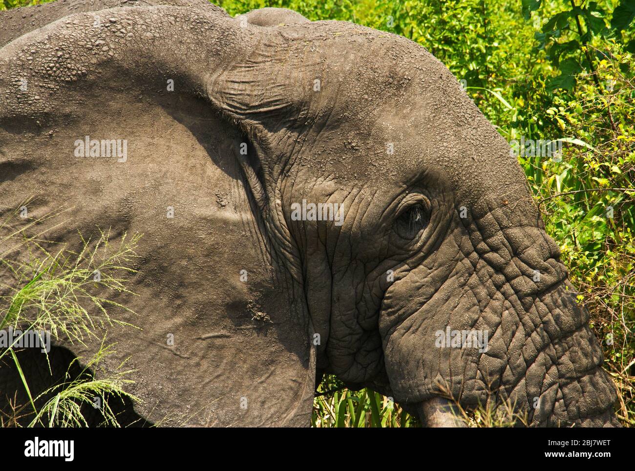 La pelle rugosa e snocciolata di un vecchio elefante toro per la struttura della pelle e mostra come la robustezza può aiutare a sparire il calore del corpo quando bagnato Foto Stock