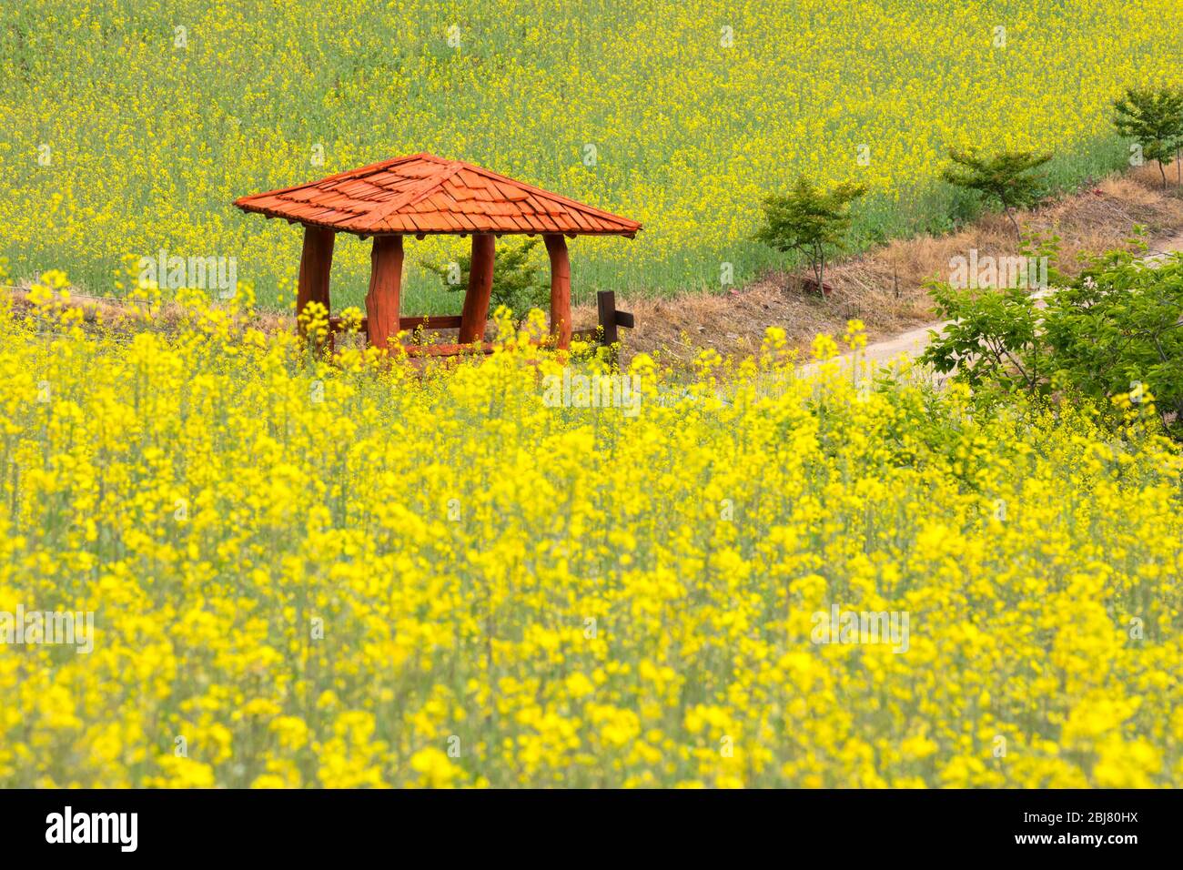 Capanna rossa in campo di fiori di colza giallo Foto Stock