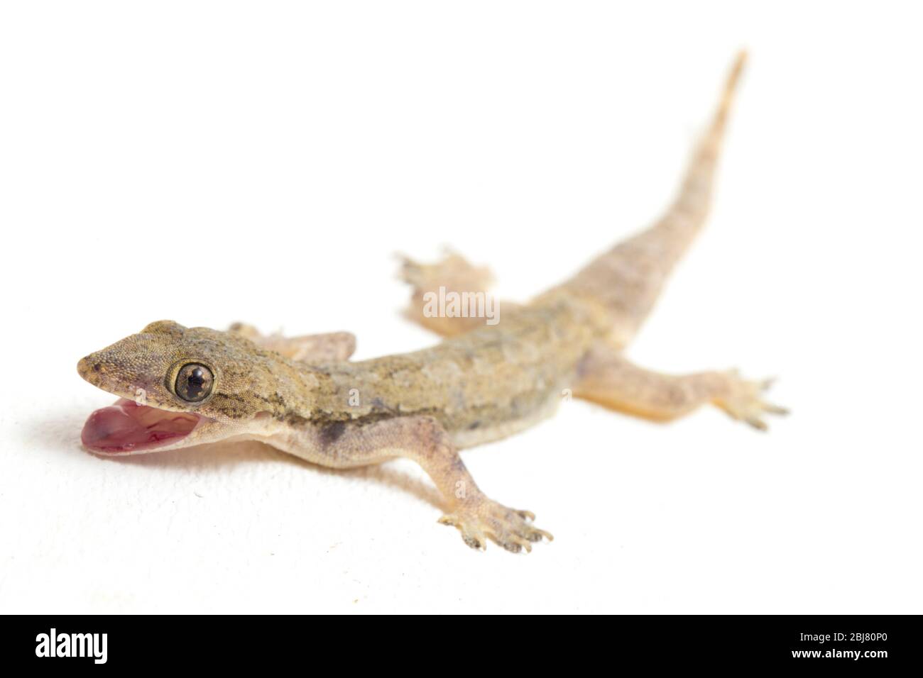 Asian House lizard (hemidactylus) o gecko comune isolato su sfondo bianco Foto Stock