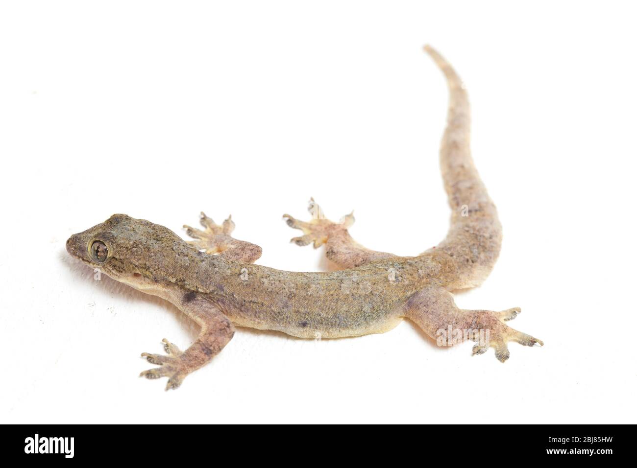 Asian House lizard (hemidactylus) o gecko comune isolato su sfondo bianco Foto Stock