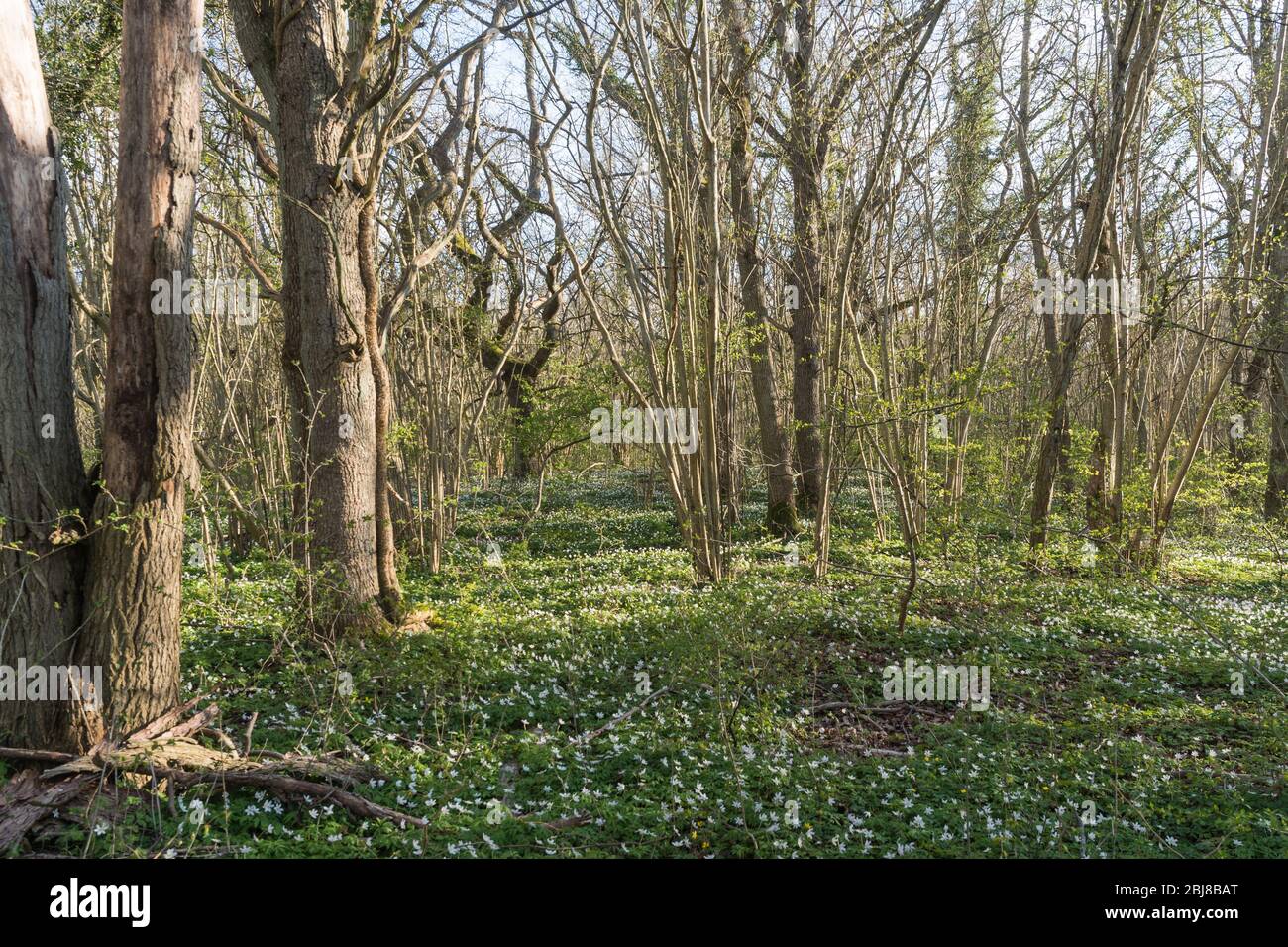 Terreno coperto con anemoni in legno in una foresta da stagione di foglie Foto Stock