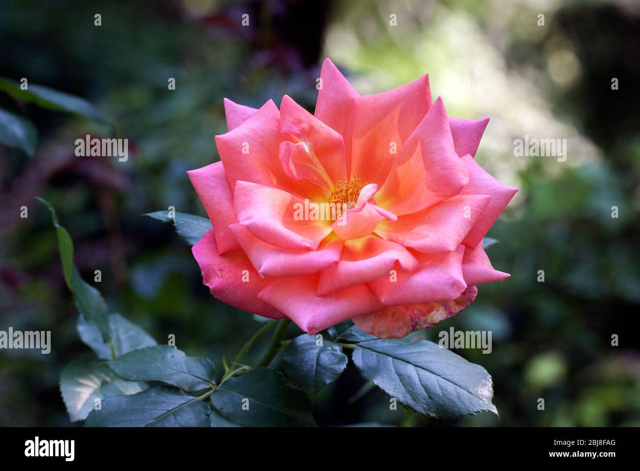 Bella rosa unica rosa tenera e rosa completamente aperta con petali multipli, forma rotonda, isolata su sfondo floreale più scuro. Foto Stock