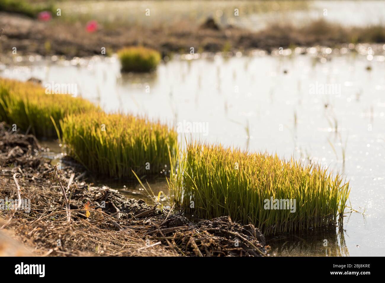 Giovani pianta di riso cresciuti in una stanza dei bambini sono pronti per essere piantati in un campo di riso. Questo è chiamato trapiantando. Foto Stock