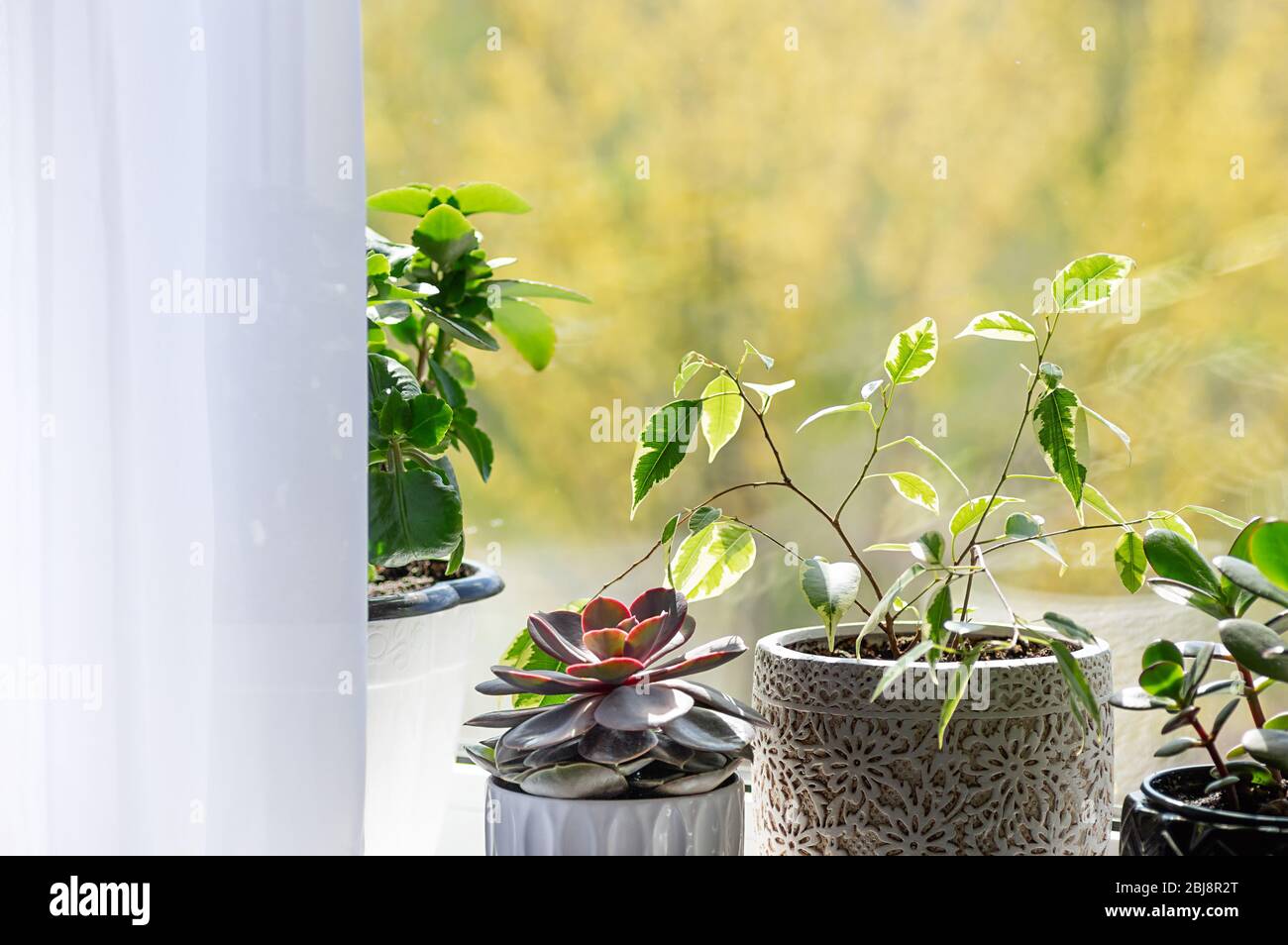 Piante verdi in vasi da fiori che decorano l'interno domestico. Concetto di giardinaggio domestico. Foto Stock