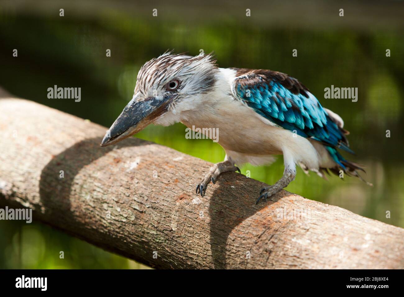 Kookaburra, Dacelo leachii, Papua Nuova Guinea Foto Stock
