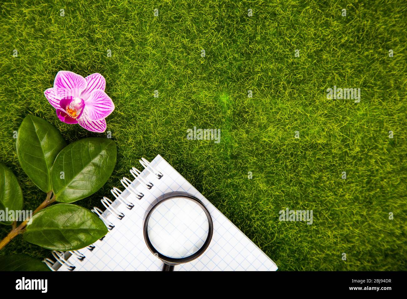 Lente di ingrandimento, piante e taccuino su erba verde. Foto Stock