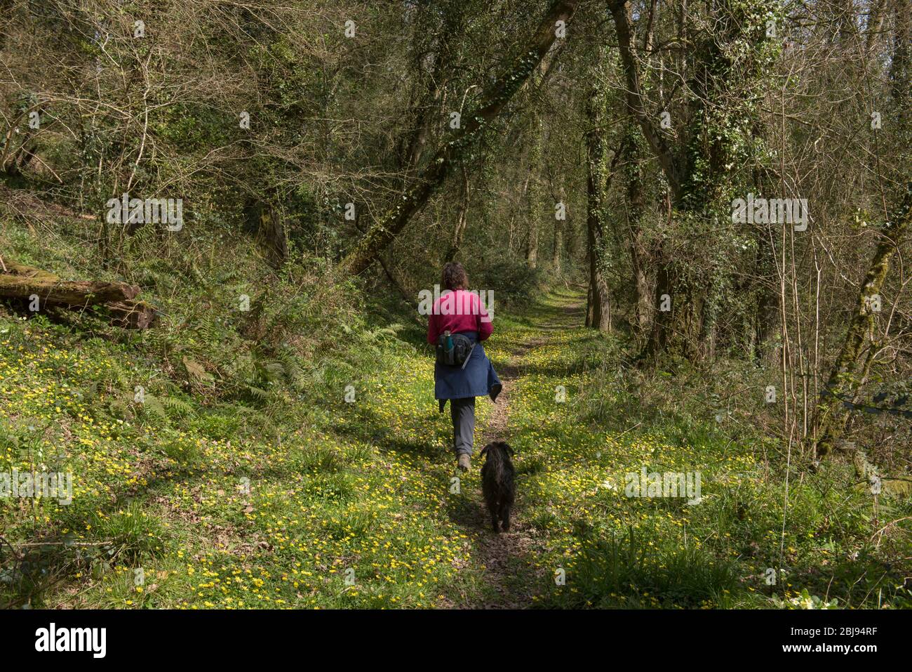 Adulto femmina a piedi lungo un percorso di foresta antica con un cane di Schnoodle Nero circondato da minori Celandine Fiori selvatici in una foresta in Devon rurale Foto Stock