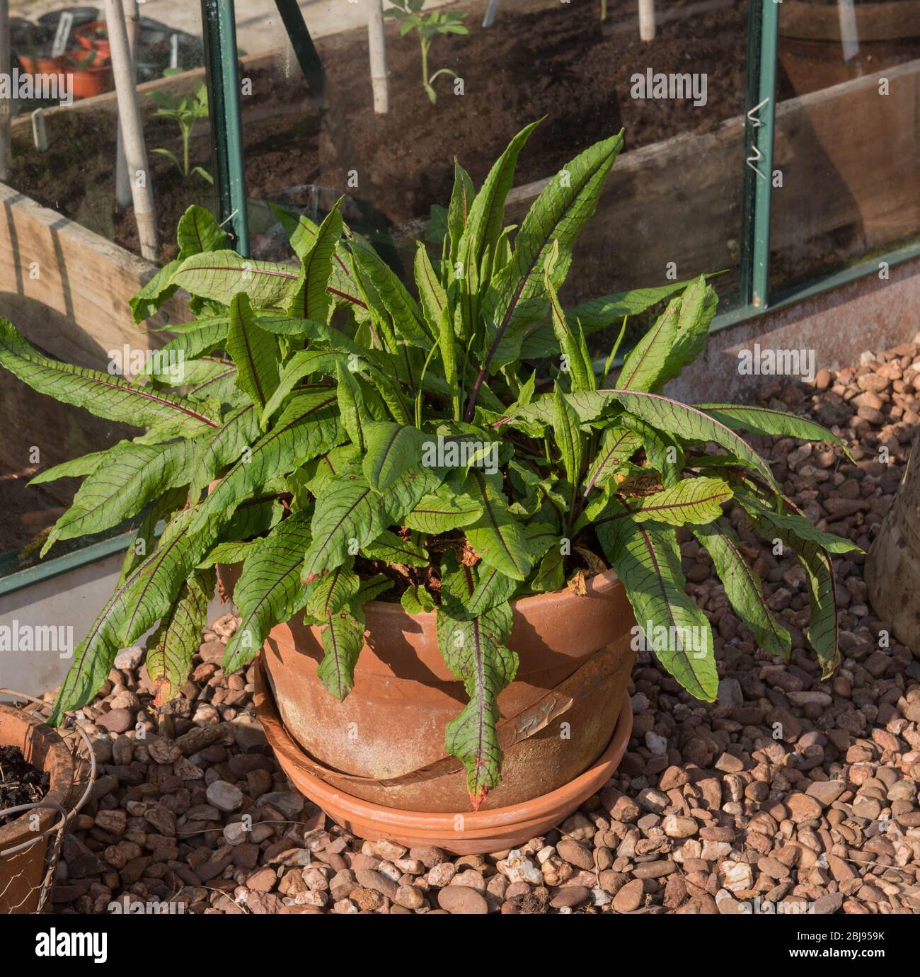 Erba culinaria di Orel venata rossa (Rumex sanguineus var. Sanguineus) che cresce in un vaso di Terracotta su un Allotment in un Giardino vegetale in Devon Rurale Foto Stock