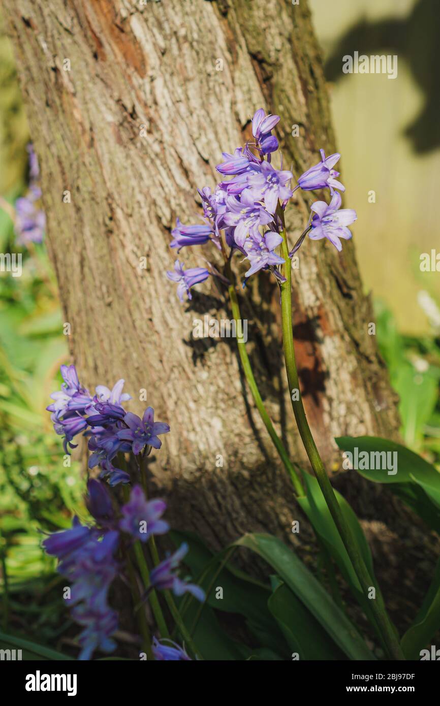 Bluebells spagnolo (Hyacinthoides hispanica) in un giardino nell'Oxfordshire Foto Stock