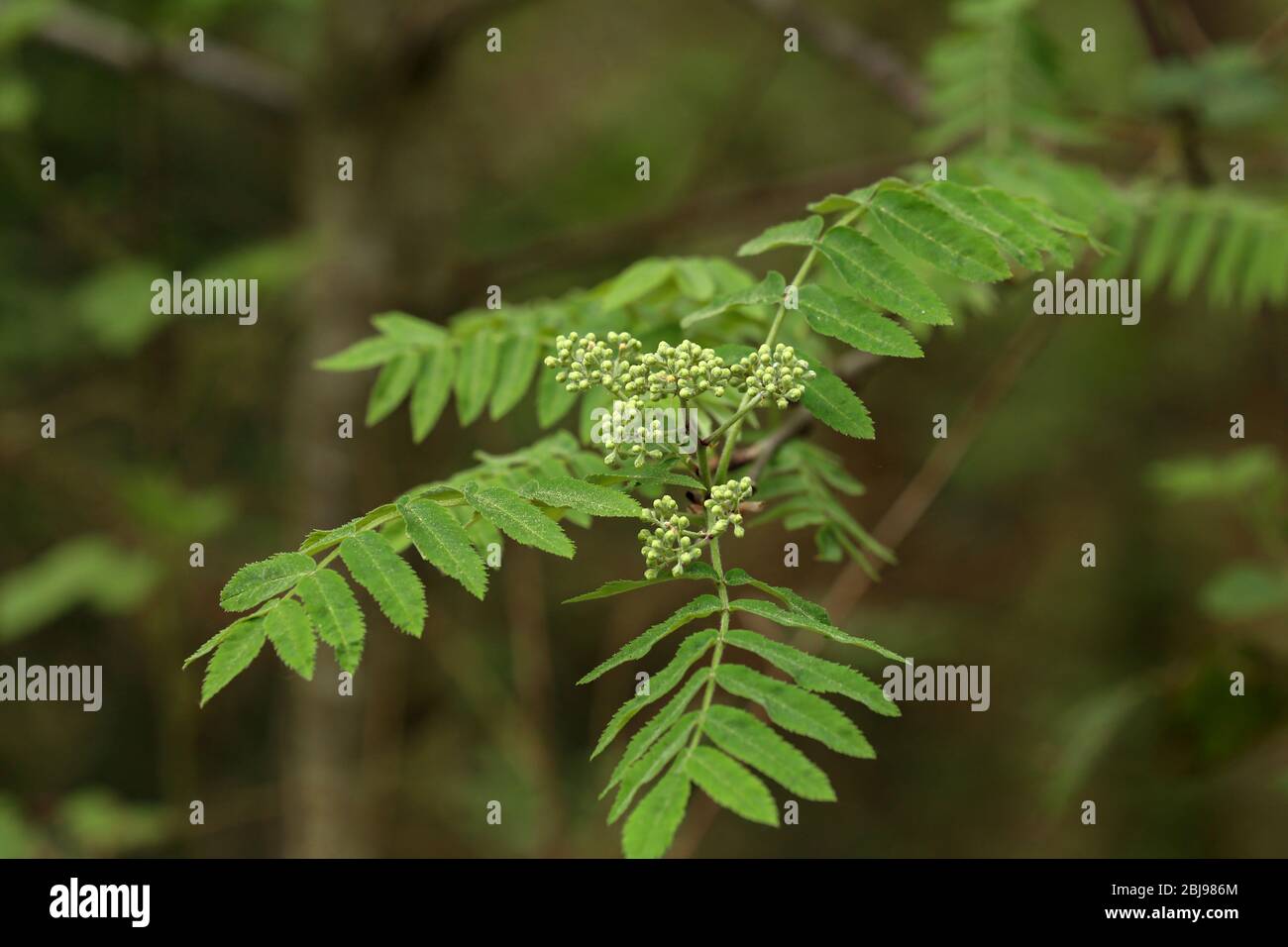 Ramo Rowan con infiorescenza su sfondo verde Foto Stock