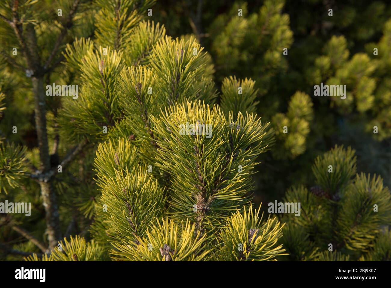 Verde di un albero di pino di montagna di conifere Evergreen (Pinus mugo 'Ophir') che cresce in un giardino di Cottage di campagna nel Devon Rurale, Inghilterra, Regno Unito Foto Stock