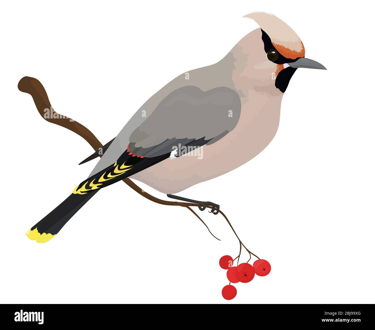 illustrazione vettoriale di waxwing di uccello su albero isolato su sfondo bianco Illustrazione Vettoriale
