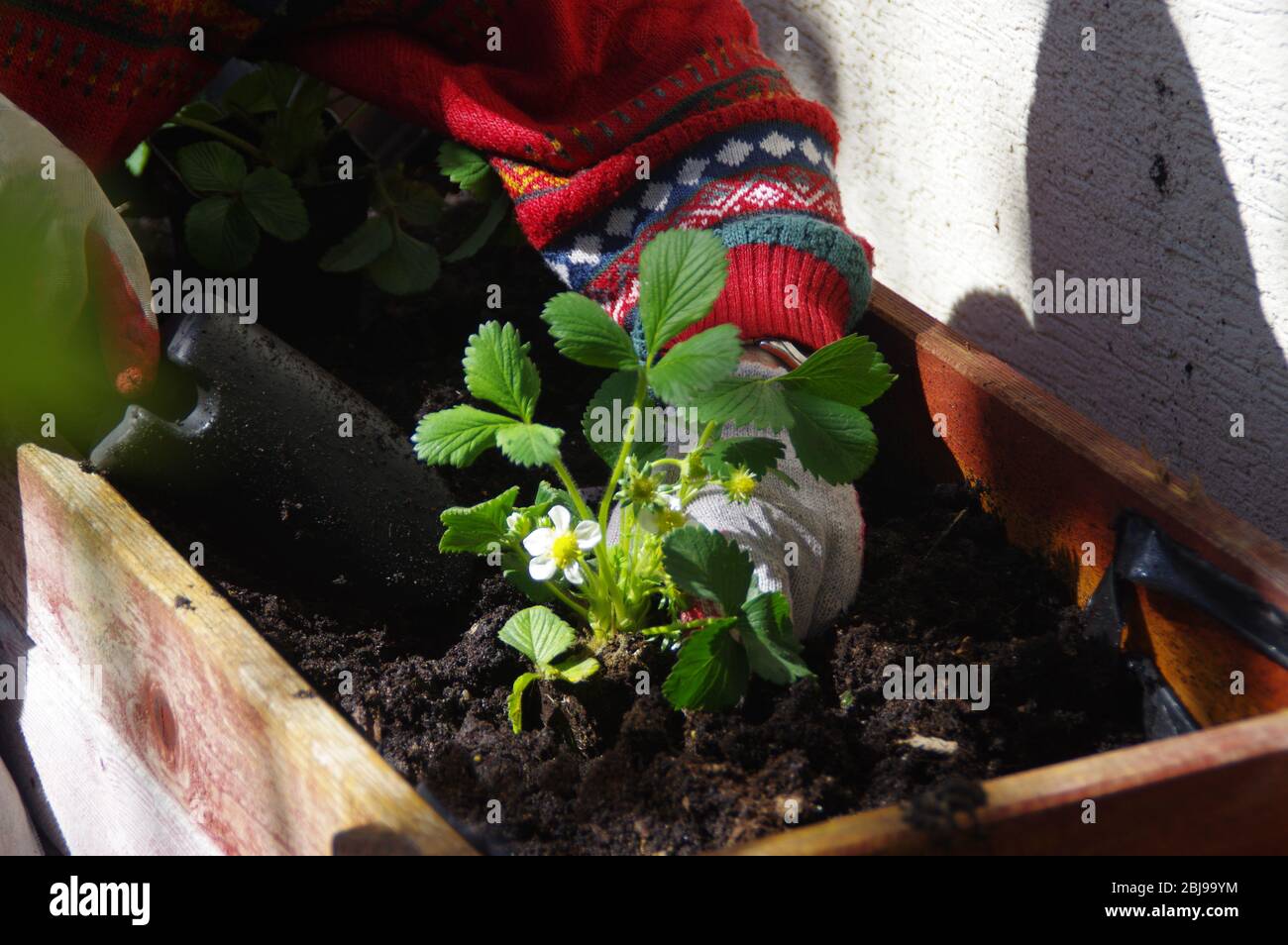 Piantando fragole nella cassa in primavera. Giardinaggio domestico. Giardino di hobby ed ecologia. Foto Stock