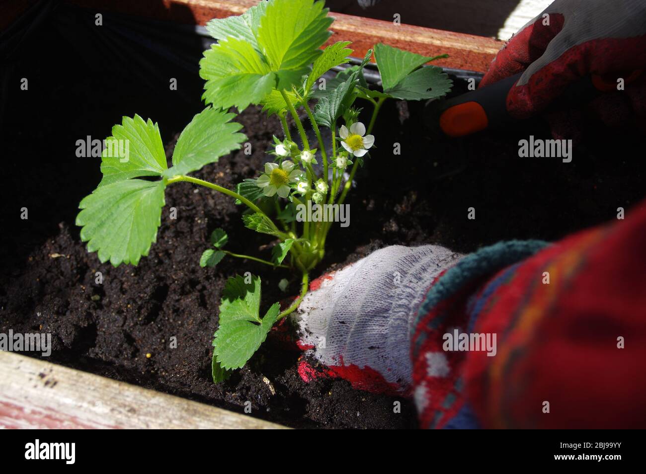 Piantando fragole nella cassa in primavera. Giardinaggio domestico. Giardino di hobby ed ecologia. Foto Stock