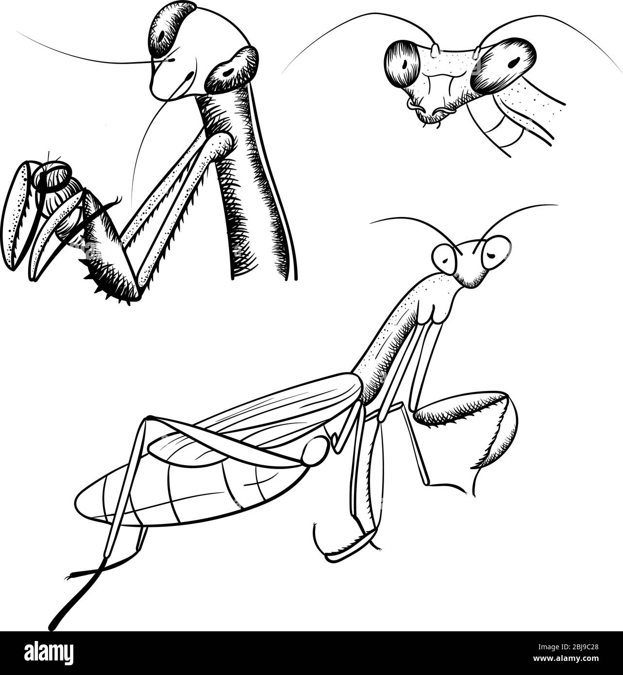 Pregando Mantis schizzo contorno nero immagine insect monocromatica isolato su sfondo bianco Illustrazione Vettoriale