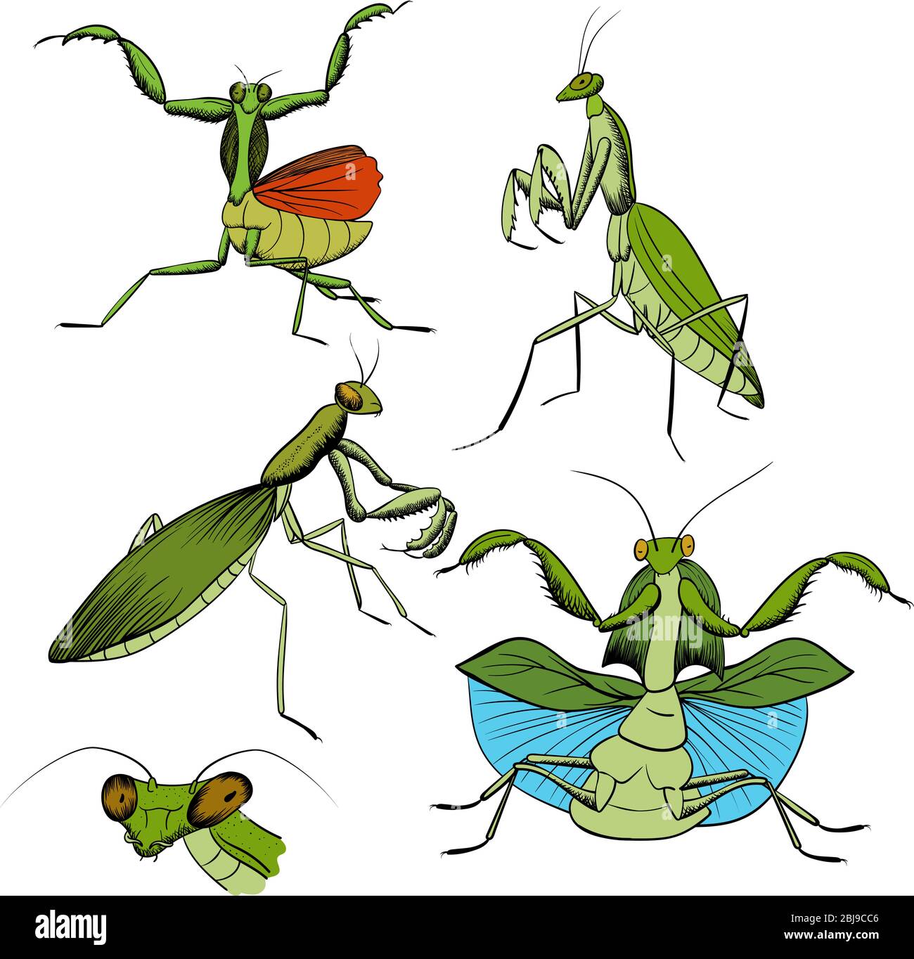 set di insetti mantis disegno a mano. mantis verde pregante con contorno nero isolato su bianco. illustrazione di stock vettoriale Illustrazione Vettoriale