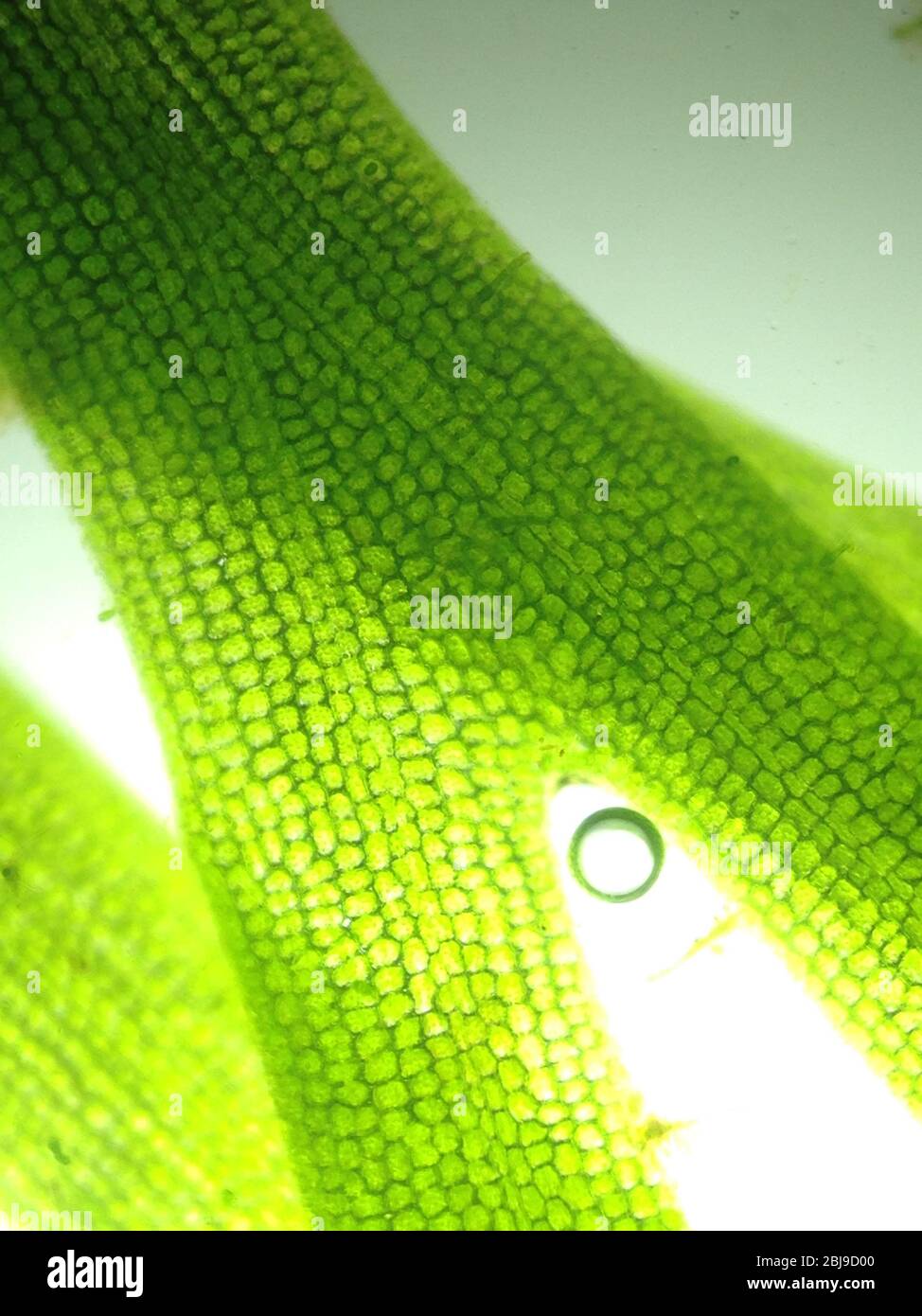 Zoom alghe del microrganismo Foto Stock