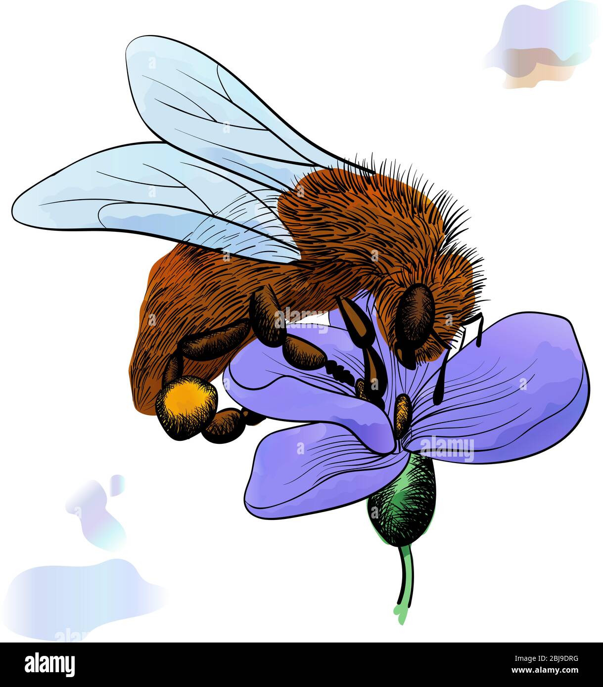 ape in un fiore viola raccoglie miele. nero contorno illustrazione con effetto acquerello su uno sfondo bianco Illustrazione Vettoriale