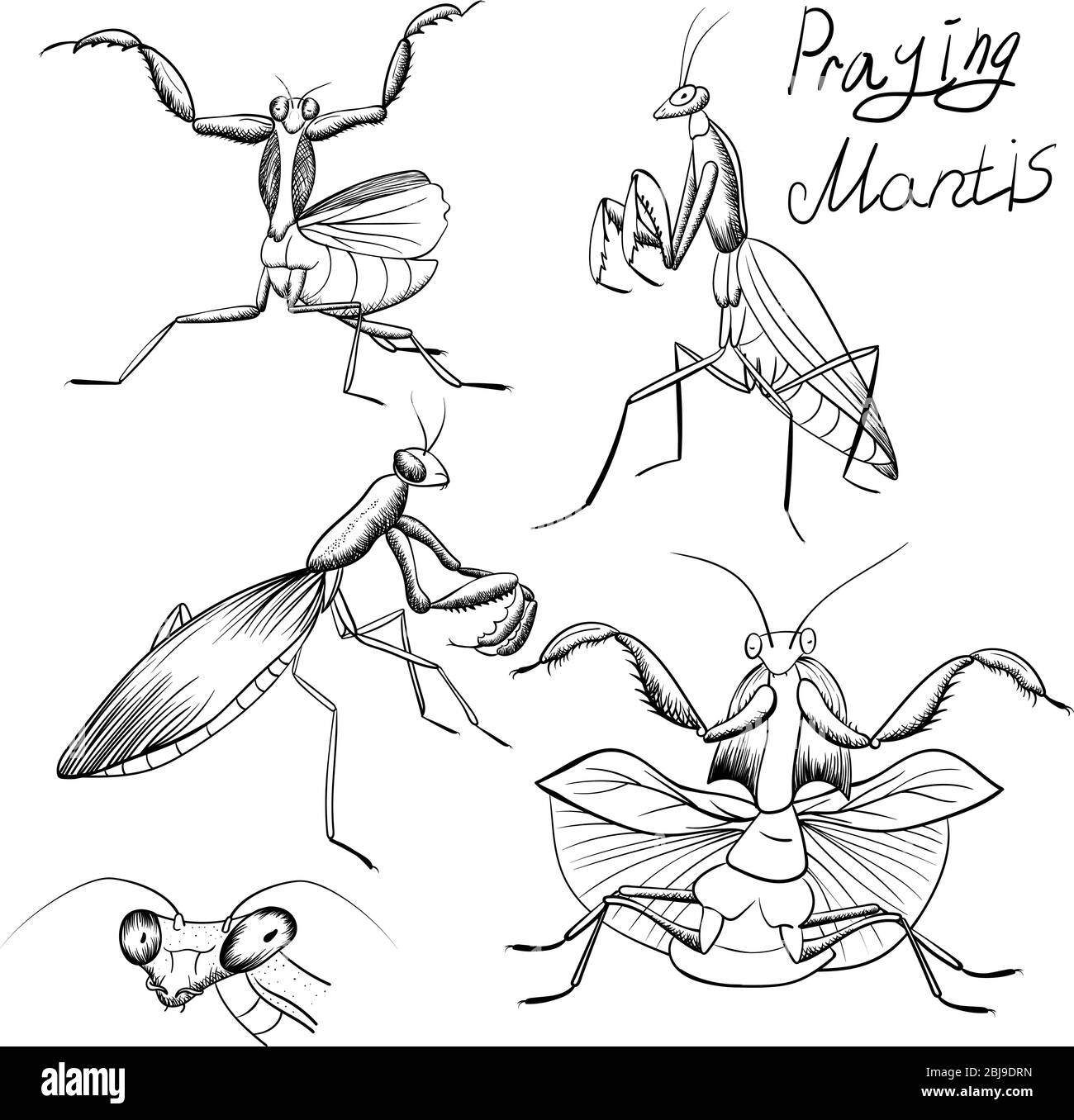 set di schizzi di mantis. disegno manuale di mantis in preghiera. Insetto nero nero contorno illustrazione linea isolato su bianco Illustrazione Vettoriale
