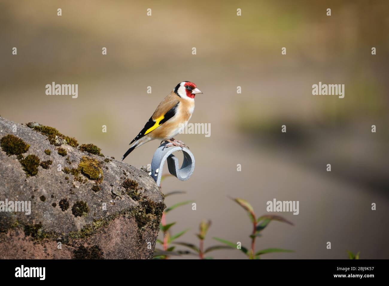 Goldfinch (Carduelis carduelis) è un delicato piccolo finch che ha un corpo marrone sabbioso e caratteristico bar giallo lungo le sue ali. Foto Stock