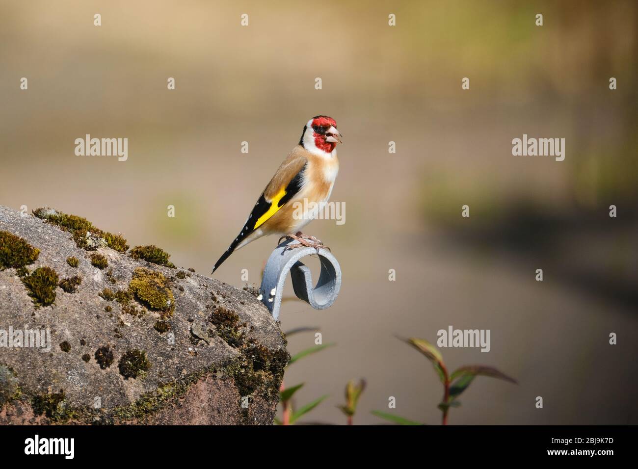 Canto Goldfinch Foto Stock