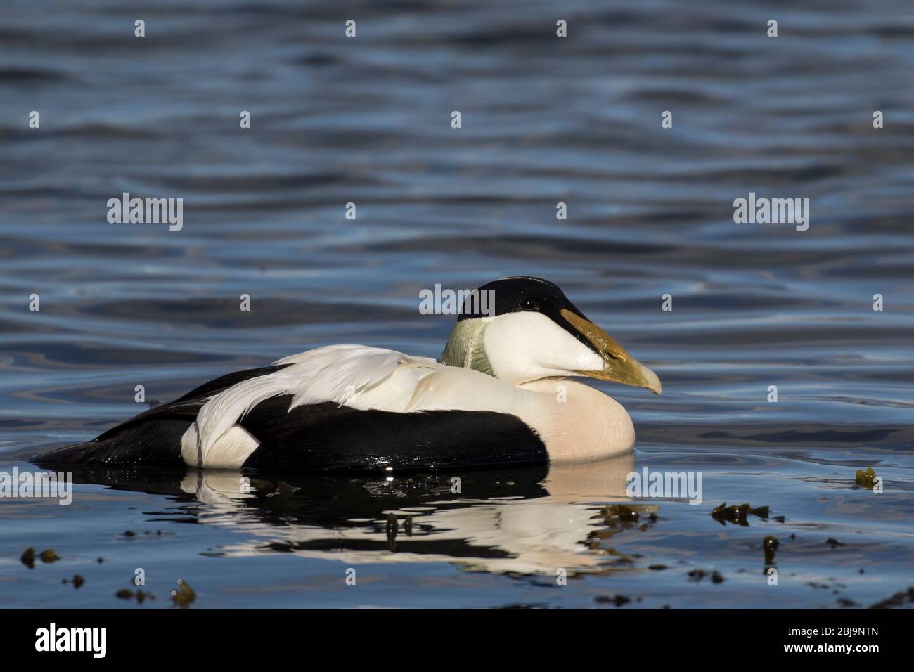 Anatra Eider comune (maschio) Foto Stock