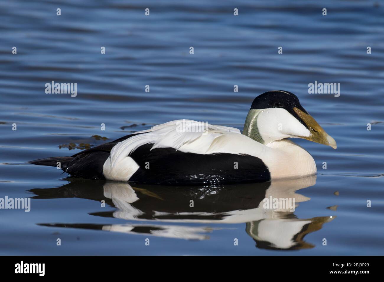 Anatra Eider comune (maschio) Foto Stock