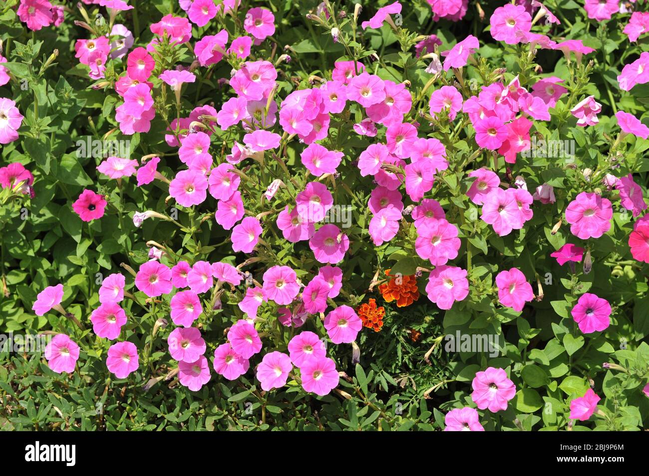 Aubretia, Aubrieta Pink fiore pianta cuscino su un giardino rockery, Berkshire, aprile. Foto Stock