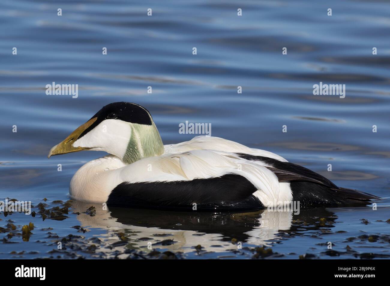 Anatra Eider comune (maschio) Foto Stock