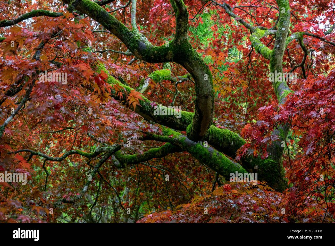 Moss rami coperti e belle foglie Acer in colori autunnali prima che cadano a terra Foto Stock