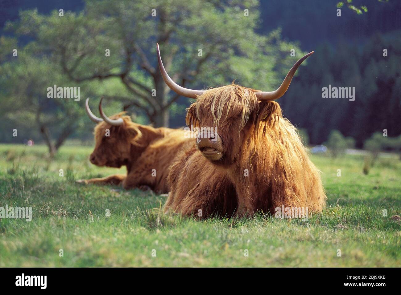 La razza bovina delle Highland scozzesi Foto Stock