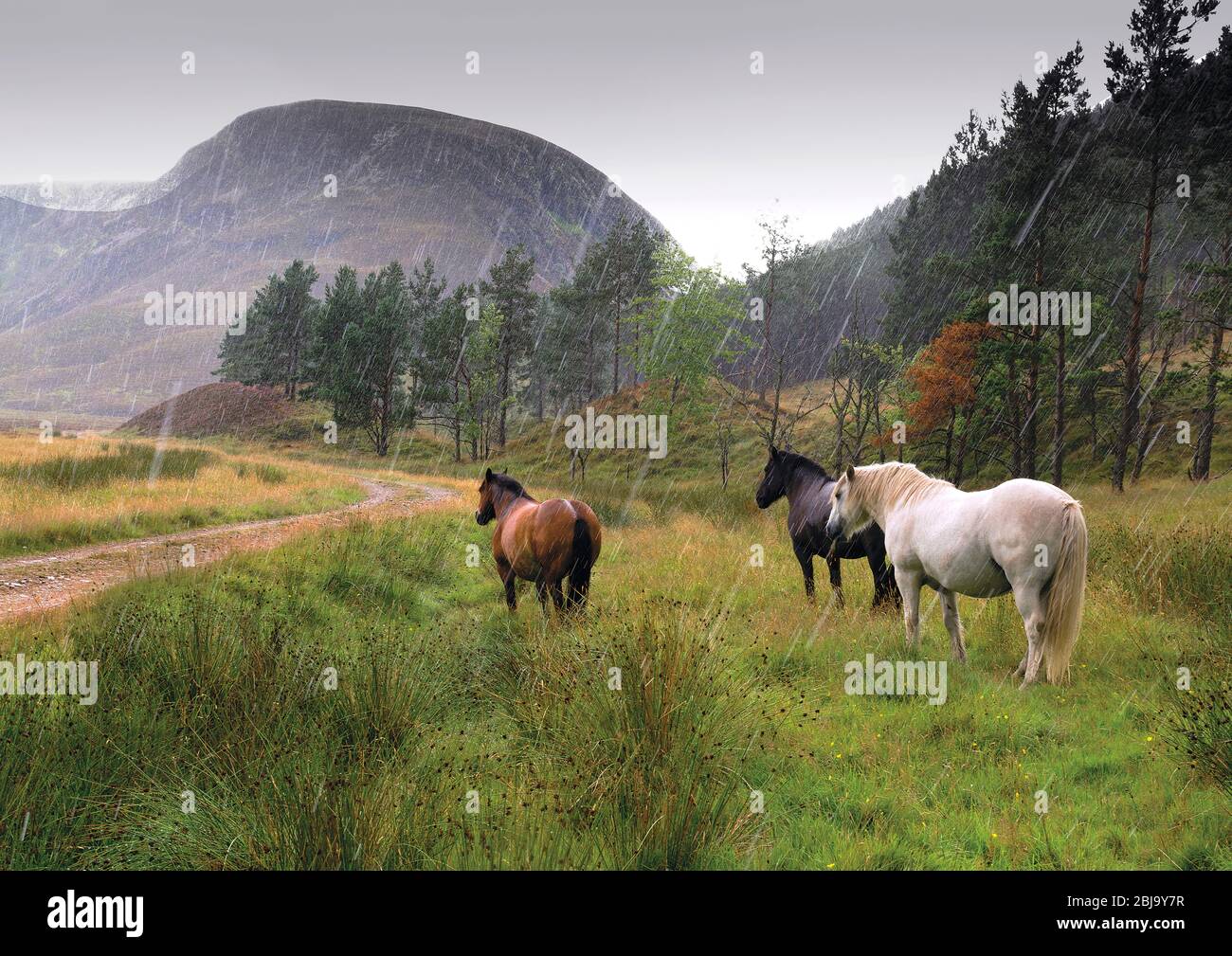 Pony delle Highlands scozzesi, glenfesie Foto Stock