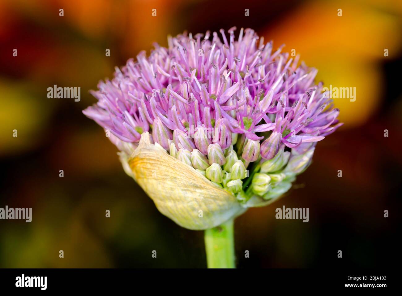 Allium hollandicum 'viola sensazione' Foto Stock