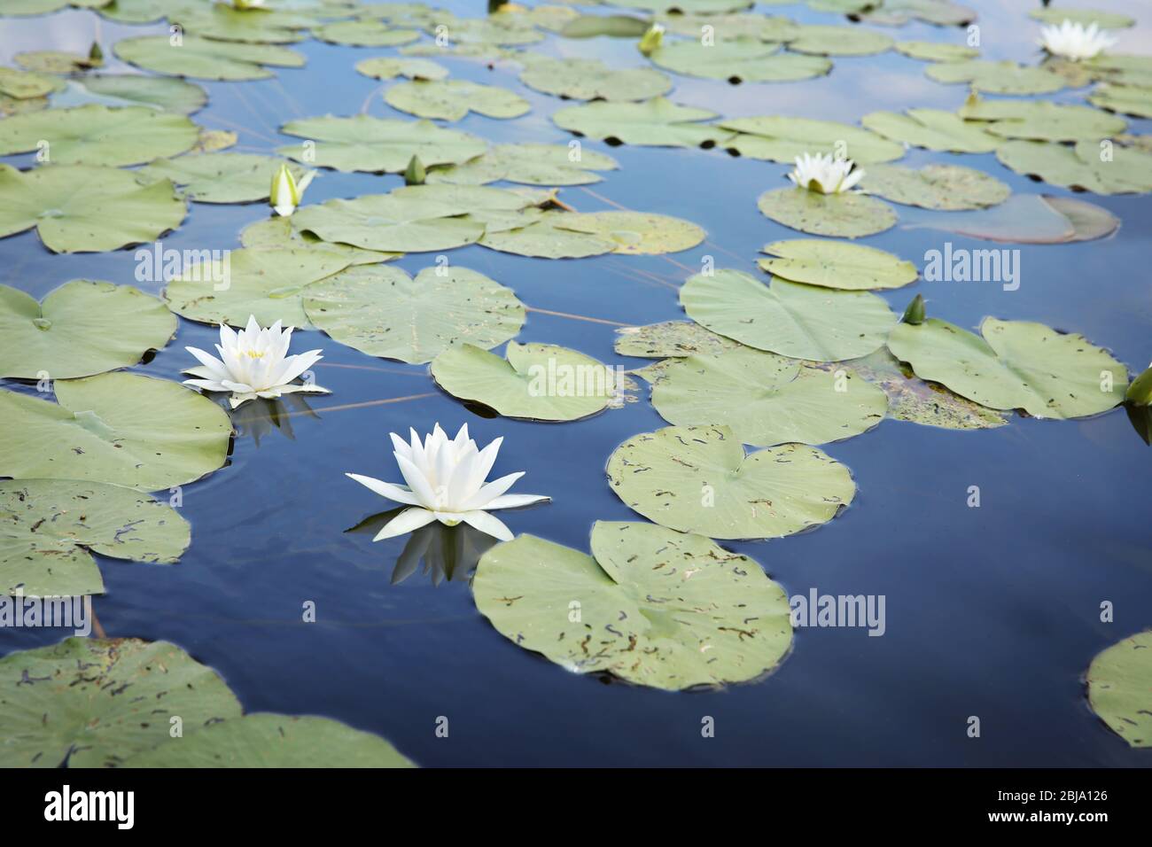 Bellissimo paesaggio fluviale con ninfee sull'acqua Foto Stock