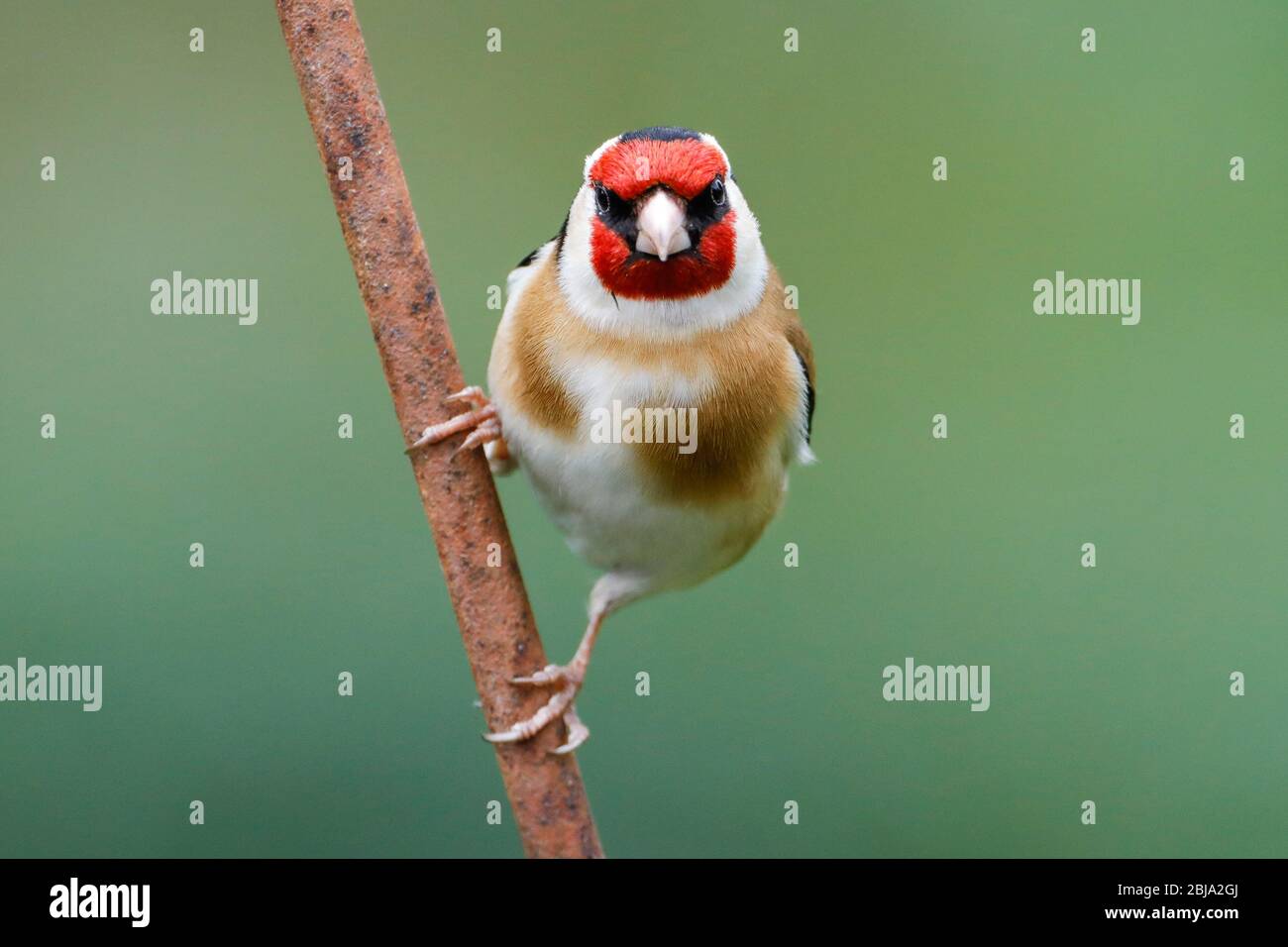 Una Goldfinch (Carduelis carduelis) guarda direttamente la telecamera da un arrugginito questa mattina dopo un inizio grigio della giornata nell'East Sussex, Regno Unito. Foto Stock