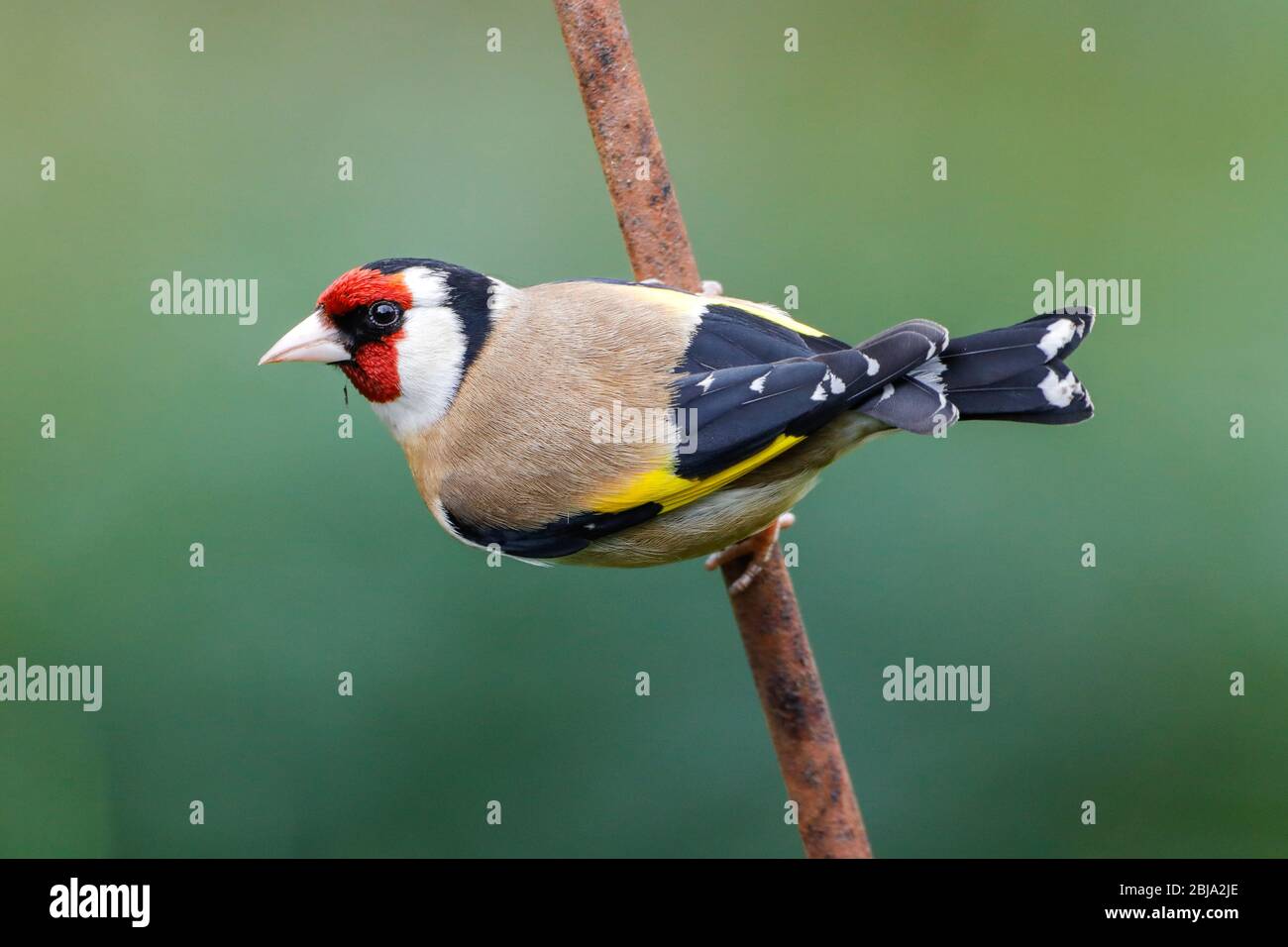 Una Goldfinch (Carduelis carduelis) guarda direttamente la telecamera da un arrugginito questa mattina dopo un inizio grigio della giornata nell'East Sussex, Regno Unito. Foto Stock